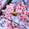 修善寺寒桜から飛び出す
