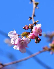 Ｂ地の河津桜