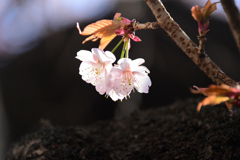 寒桜三輪