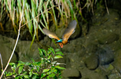 もうすぐ水中へ もうすぐ水中へ