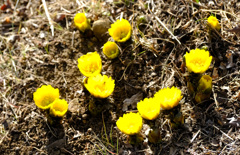 わんさか十三輪？