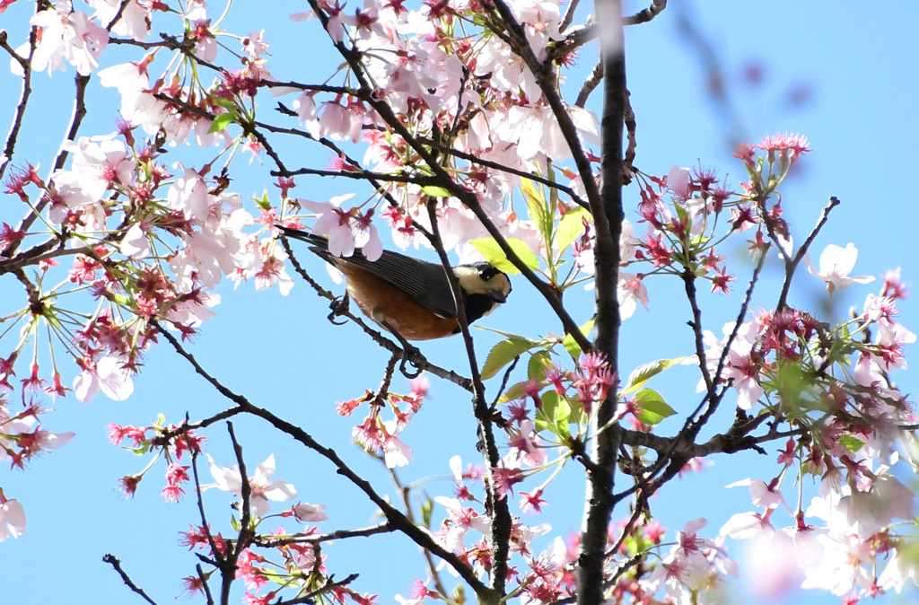 桜ヤマガラ