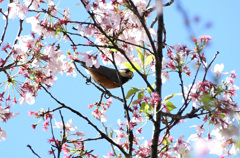 桜ヤマガラ