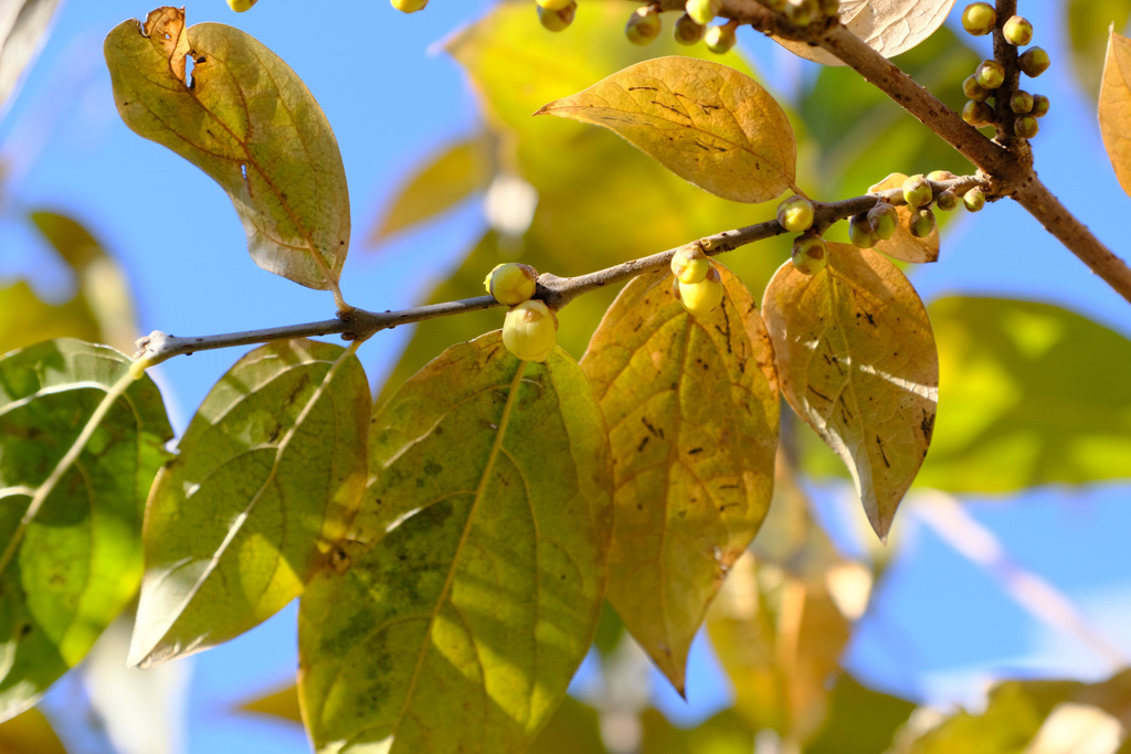 庭のロウバイ蕾