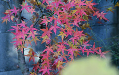 手前はアジサイの葉