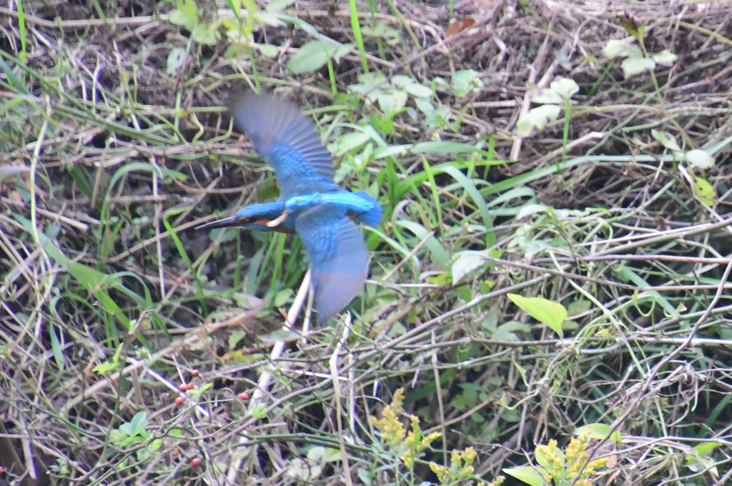 カワセミくん、どこ行くの？