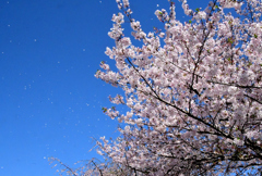 風が吹いて桜吹雪が