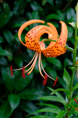 オニユリ オニユリ