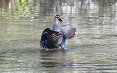 6メスの水切りはばたき