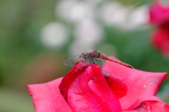 カーディナル(独）にトンボ