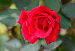 コンラッドアデナウアーローズ（独）