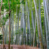 竹林の道