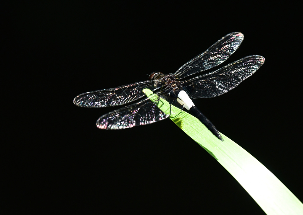 コシアキトンボ1