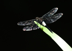 コシアキトンボ1