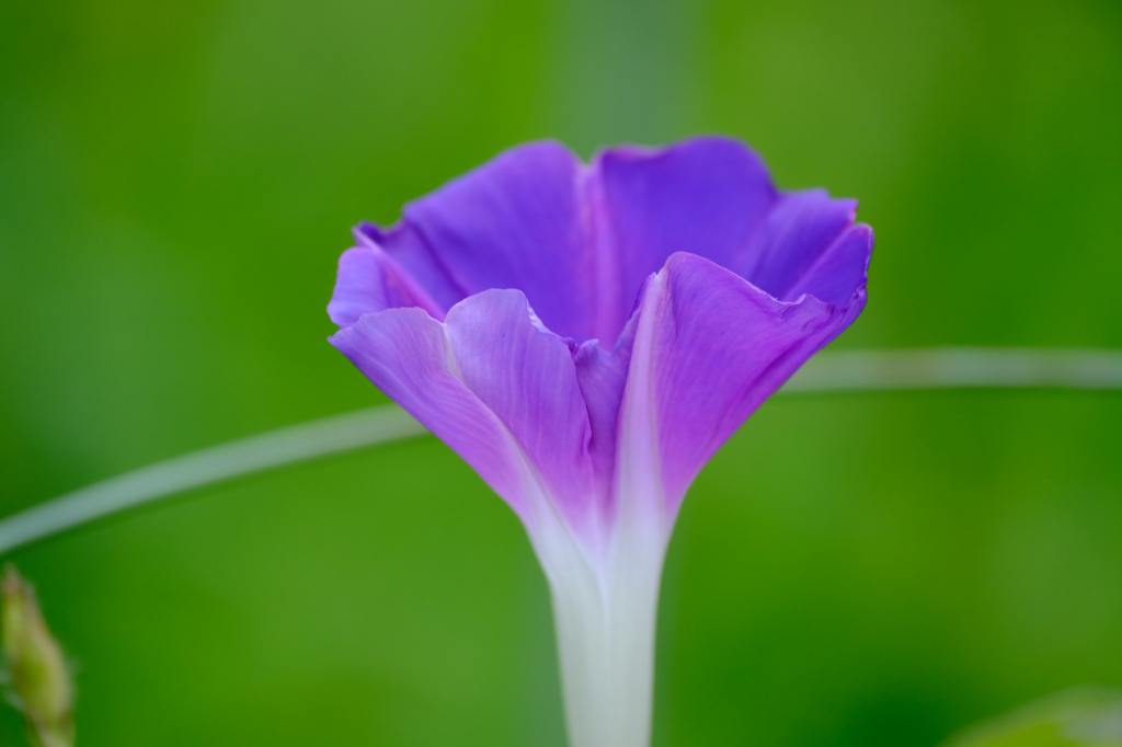 8月3日