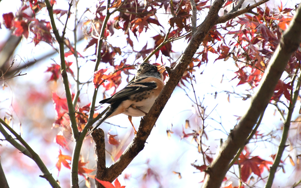 オスは頭が黒い