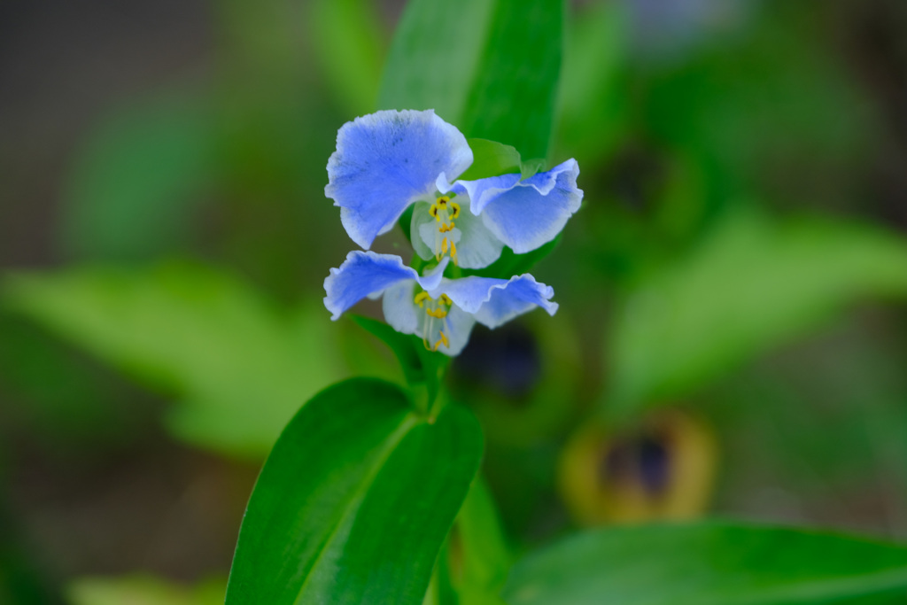 眼鏡露草