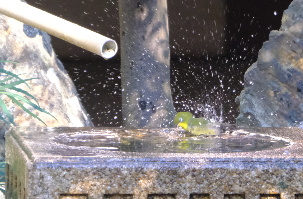 じゃあ、ぼくはいっぱい浴びるよ