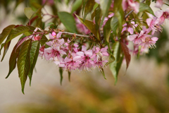 ヒマラヤ桜