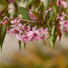 ヒマラヤ桜