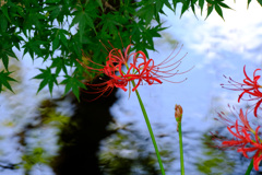 青紅葉とのコラボ