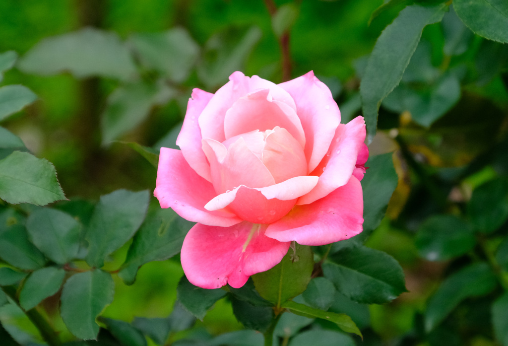 プリンセスチチブ（英）