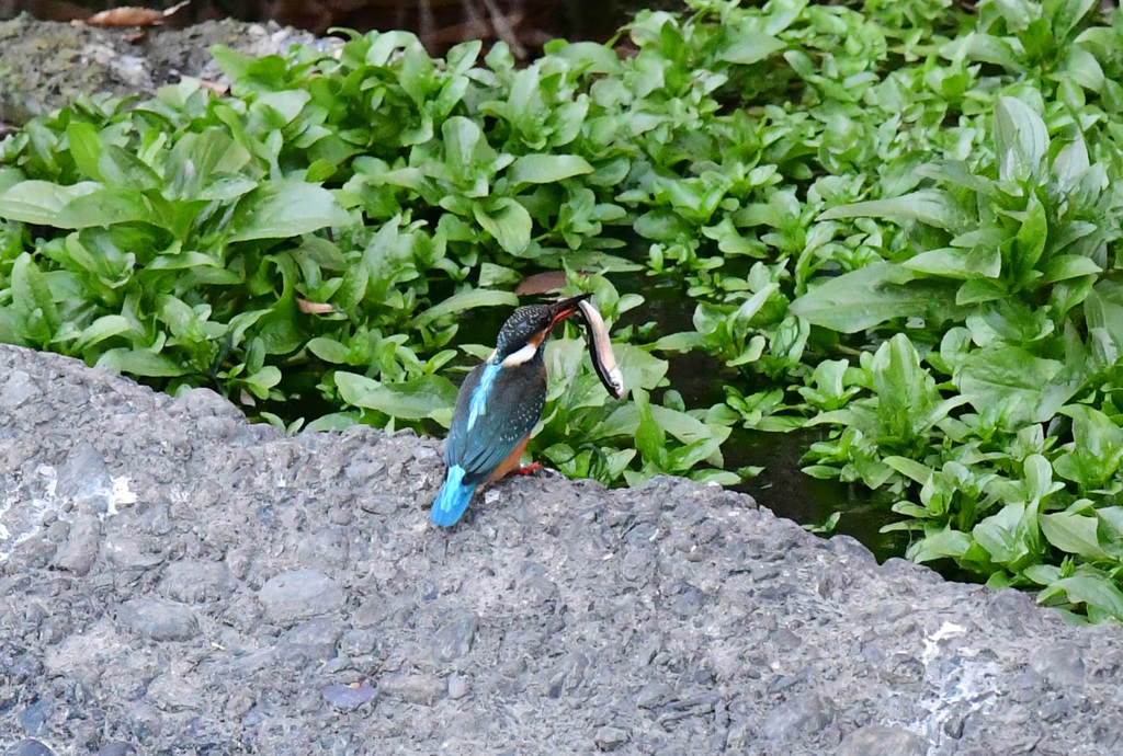 今度は大物