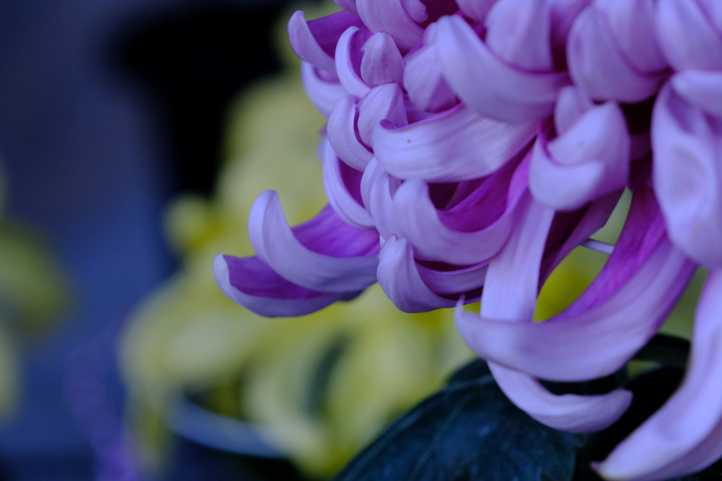菊花展3