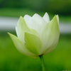 西光寺白蓮