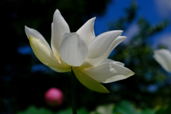 清月蓮１