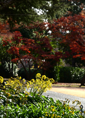 ツワブキと紅葉
