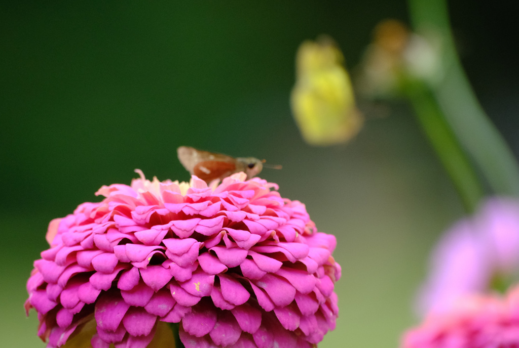 セセリンに追い出され