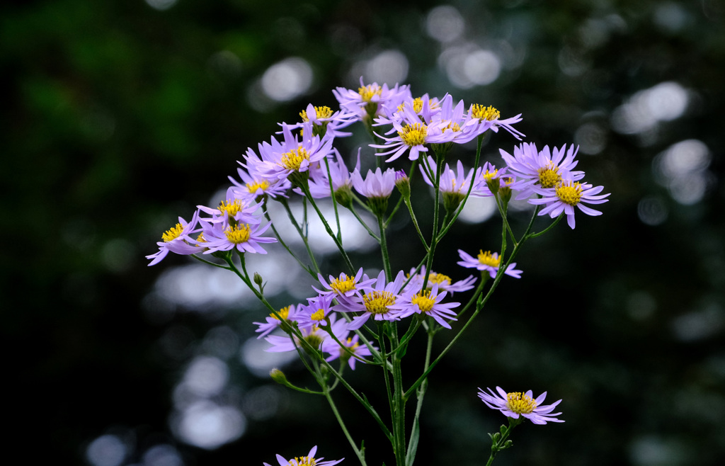 玉ボケも花束にして