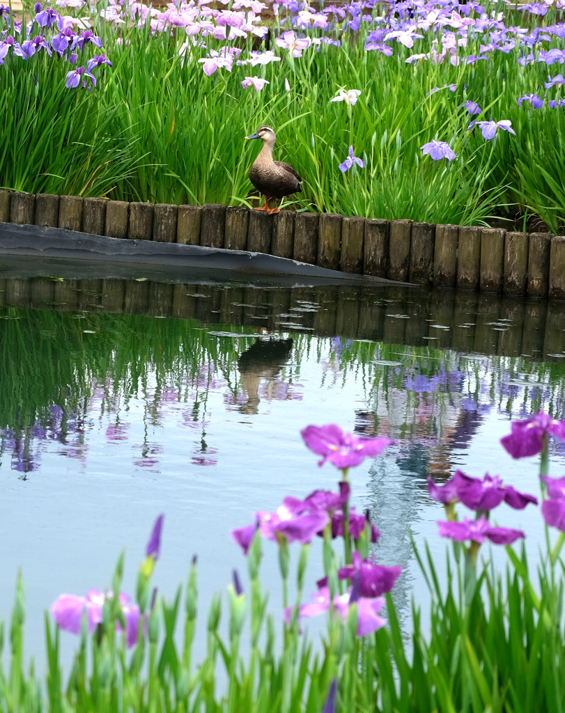 花の中で
