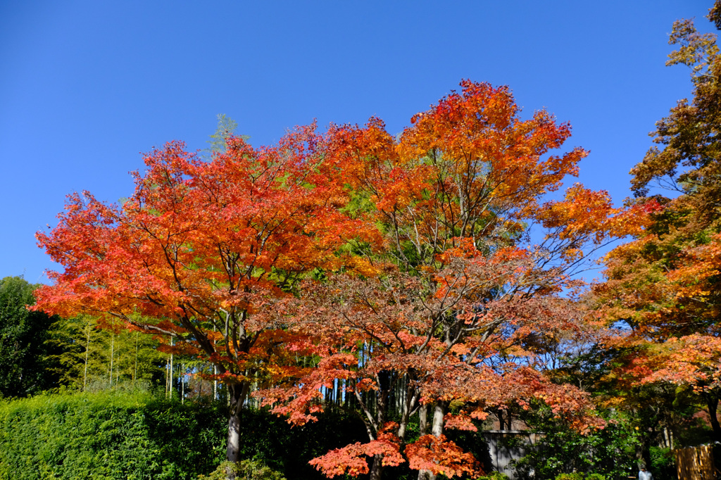日本庭園裏門付近