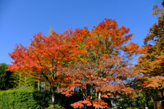 日本庭園裏門付近