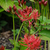 八重咲きの花と蕾