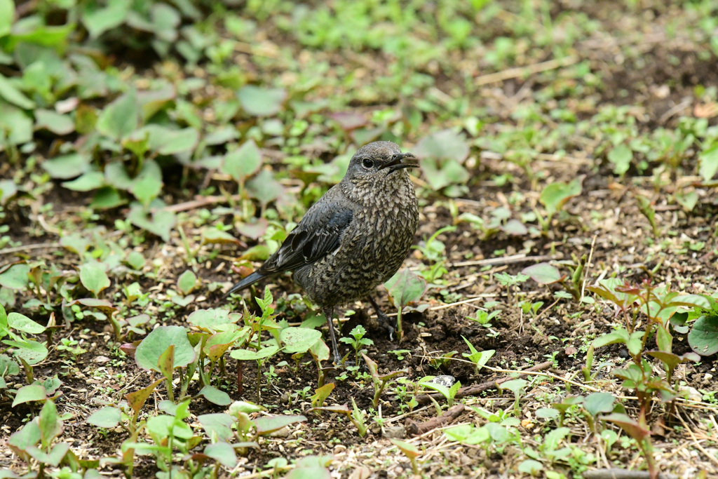 餌探し