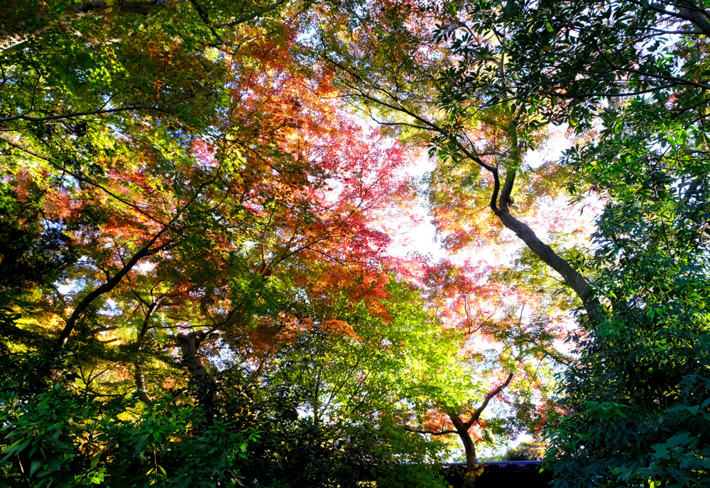 グラデーション紅葉