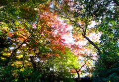 グラデーション紅葉