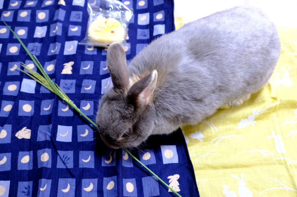 これって牧草なの？