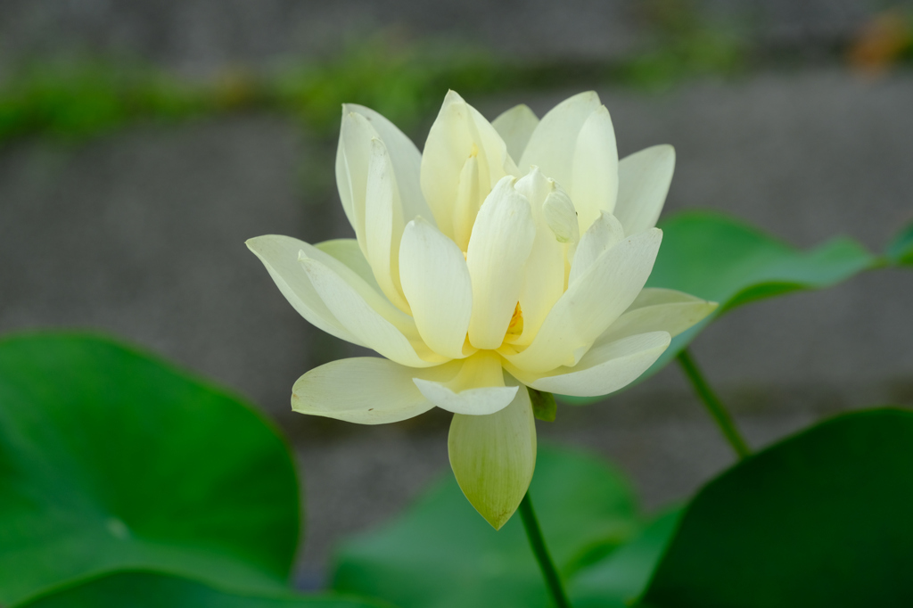 香風
