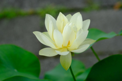 香風