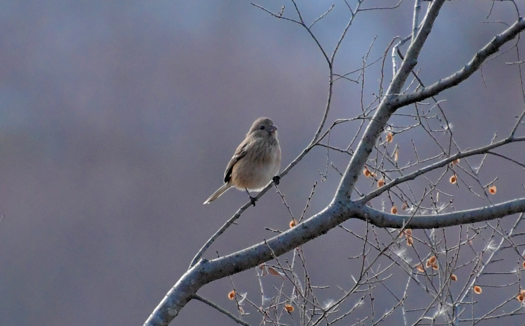 女子は赤くないのよ