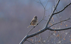 女子は赤くないのよ
