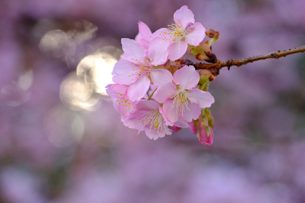 河津桜玉ボケ入り