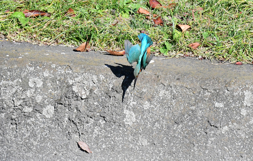 1飛びこむぞ