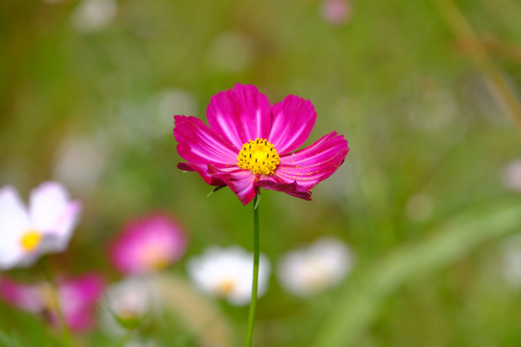 蜂のいない秋桜
