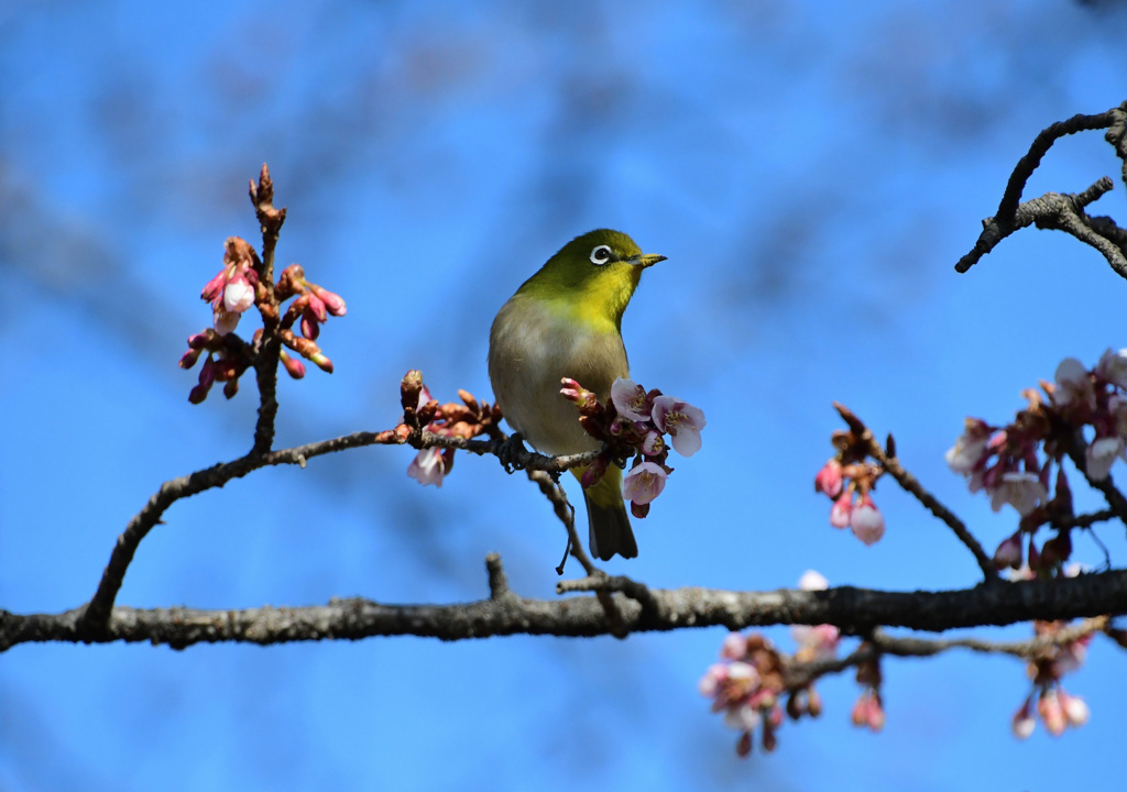 寒桜が似合う