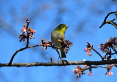 寒桜が似合う